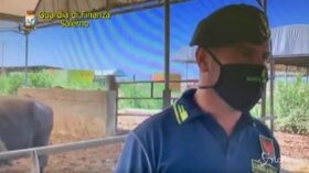 Salerno: sequestrate 8 aziende bufaline per violazioni ambientali