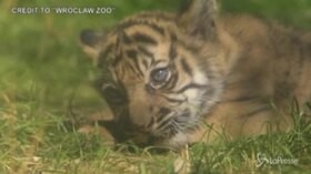 Polonia: allo zoo di Wroclaw il protagonista è un cucciolo di tigre di Sumatra