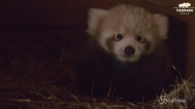 Allo zoo di Berlino il grande protagonista è un cucciolo di panda rosso