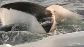 Tasmania: squalo bianco attacca piccola barca, padre e figlio salvi per miracolo