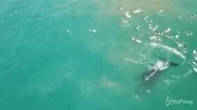 Australia, balena ferisce a codate due nuotatori