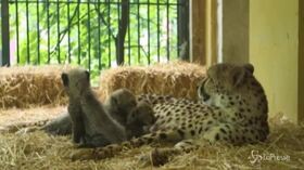 Vienna, nati quattro cuccioli di ghepardo