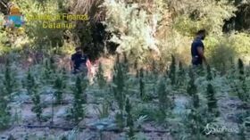 Catania, sequestrata maxi piantagione di marijuana