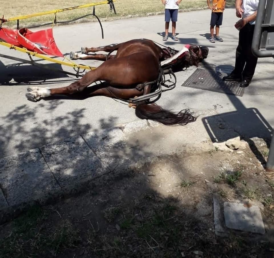 Reggia di Caserta, cavallo crolla a terra e muore per il caldo
