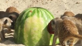 Roma, gli animali dello zoo si rinfrescano con la frutta ‘ghiacciata’