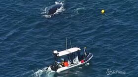 Australia, cucciolo di balena liberato da una rete per gli squali