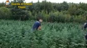 Foggia, sequestrata piantagione di marjuana con 5100 piante