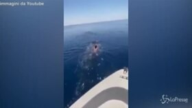 Mar Rosso, salta su uno squalo balena e lo cavalca