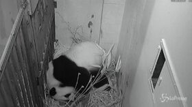 Usa, nato un cucciolo di panda gigante nello zoo di Washington