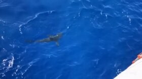 Usa: squalo irrompe nelle esercitazione di nuoto della Guardia costiera