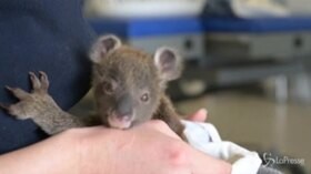 Australia, cucciolo orfano di koala salvato da uno zoo