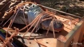 Catturato in Australia enorme coccodrillo da record