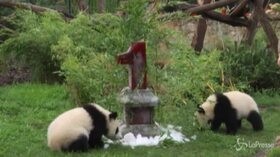 Berlino, festa allo zoo: i panda gemelli compiono un anno