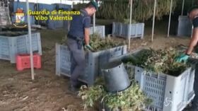 Vibo Valentia, sequestrati 6 quintali di marijuana e 5 mila piantine di canapa