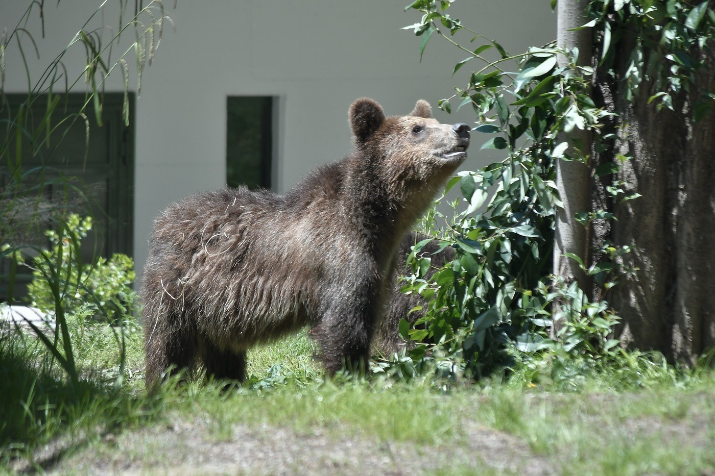 Trento, catturato l’orso M49