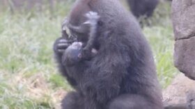 New Orleans, le prime immagini del cucciolo di gorilla