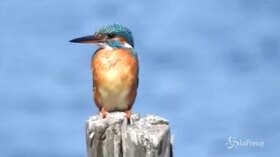 Wwf, in 50 anni persi i 2/3 della fauna selvatica