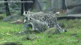 Ahava, la cucciola di leopardo delle nevi in pubblico per la prima volta