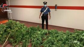 Marijuana nel giardino della casa dove abita con due figli minorenni: arrestato