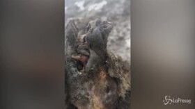 Russia: orso dell’Era glaciale ritrovato su un’isola oltre il Circolo polare artico