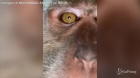 Malesia, la scimmia ruba un cellulare e si fa un video selfie