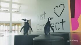 Usa, due pinguini in gita al museo di arte contemporanea