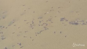 Tasmania: oltre 250 balene arenate sulla spiaggia di Macquarie Heads