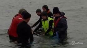 Tasmania, al via l’operazione di soccorso delle balene spiaggiate