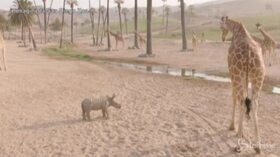 San Diego, due cuccioli di rinoceronte bianco alla scoperta dello zoo