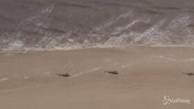 Australia, 380 balene morte al largo della Tasmania