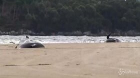 Tasmania, le drammatiche immagini delle balene morte incagliate