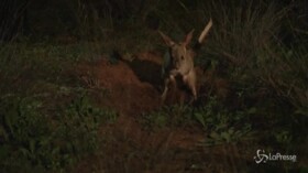 Australia: dieci piccoli marsupiali in via di estinzione rilasciati nello Sturt National Park