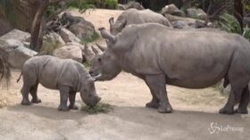 Cile: lo Zoo di Buin riapre in sicurezza dopo il lockdown