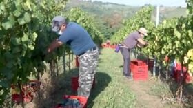 Vendemmia, dall’estero oltre 1 milione di lavoratori stagionali