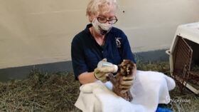California: biologi cercano di allevare cuccioli di leone di montagna
