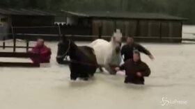 Maltempo, nell’Ossola cavalli salvati dalla pioggia