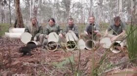 Australia, i diavoli della Tasmania reintrodotti nella natura