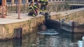 Milano, branco di cinghiali finisce nel Naviglio Pavese