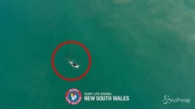 Australia, incontro ravvicinato tra surfista e squalo bianco