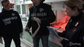 Animali, sequestrati da carabinieri oltre 100 esemplari di rettili esotici