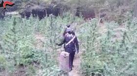 Torino, sequestrata piantagione di cannabis nel Parco di Stupinigi