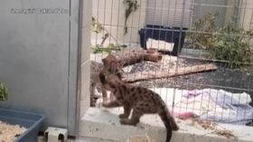California, altri due cuccioli di leoni di montagna salvati dagli incendi
