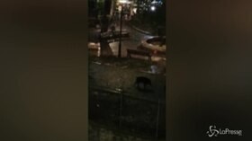 Cinghiali uccisi a Roma, la protesta degli animalisti