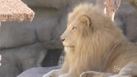 Dubai, lo zoo diventa un Safari Park: “E’ un santuario per animali”