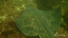 Scozia, sui fondali marini scoperto sito con centinaia di uova della rara razza bavosa