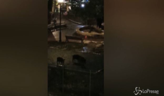 Cinghiali uccisi a Roma, Enpa fa un esposto in procura: richiesta autopsia