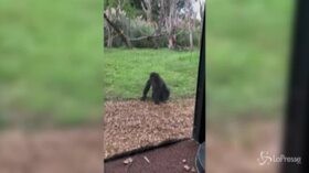 Baby gorilla alle prese con una serie di capriole allo zoo di Londra