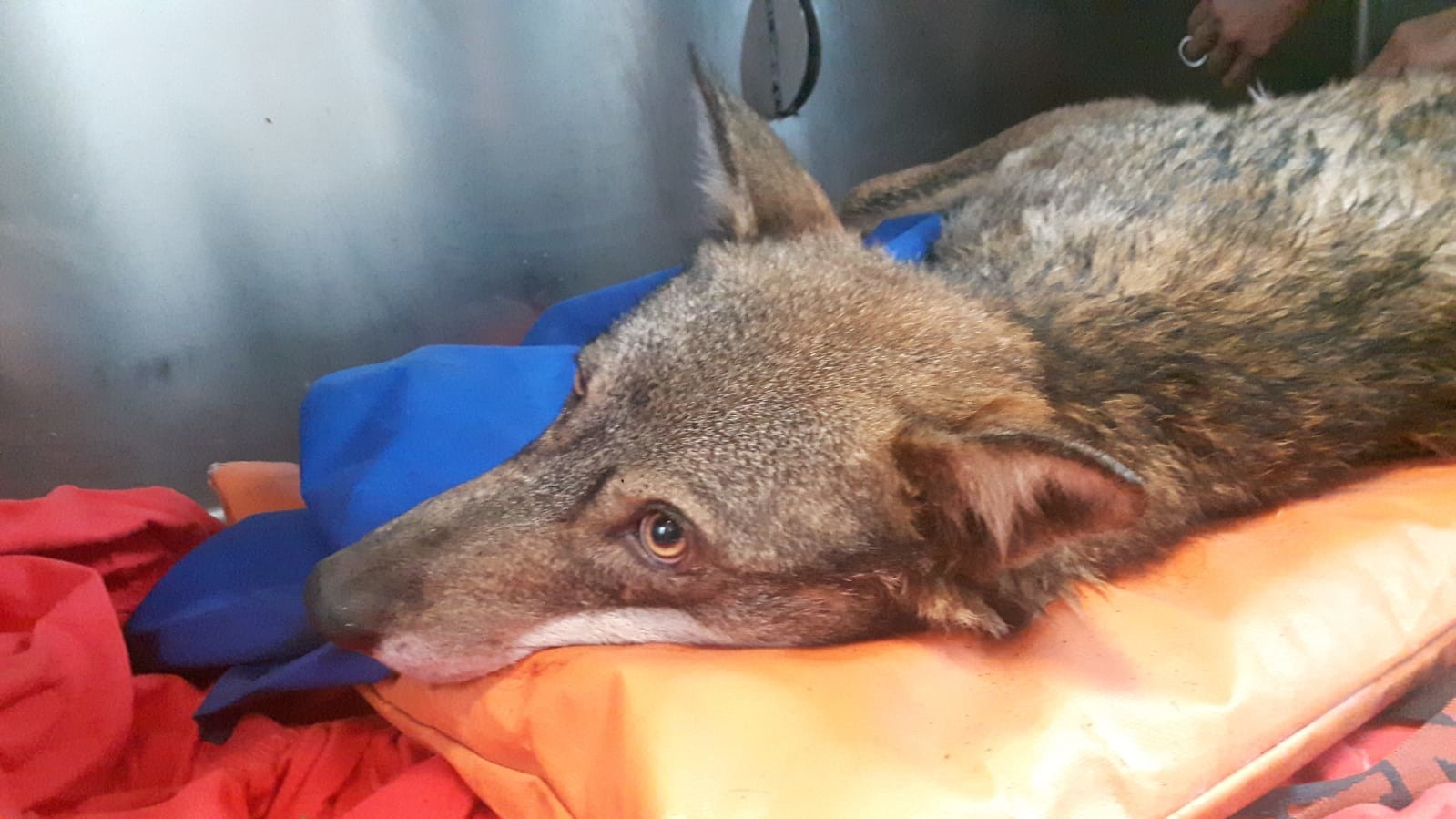 Genova, trovata una lupa appenninica ferita