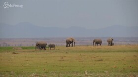 Kenya, boom di cuccioli di elefante all’Amboseli National Park
