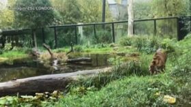 Londra, Halloween si avvicina: nello zoo la tigre Asim entra nello spirito della festa